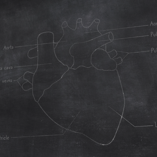 Hand Drawn Animation Heart Anatomy